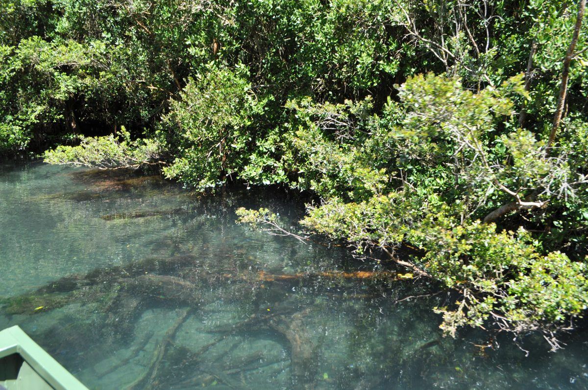 Agua cristalina del Río Maullín con troncos sumergidos bajo el bosque ribereño