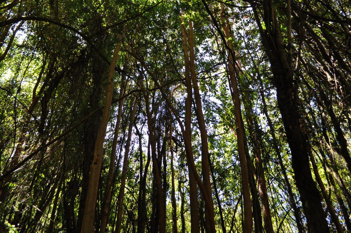 Troncos altos del bosque nativo vistos desde abajo